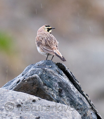 BB 11 0317 / Eremophila alpestris / Fjellerke
